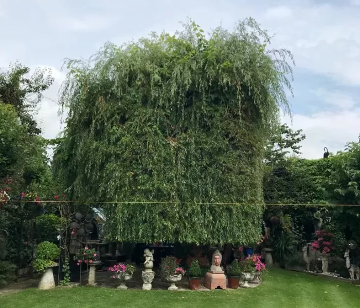 CSC CONSTRUCTION Hedging