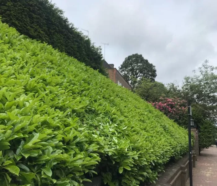 CSC CONSTRUCTION Hedging